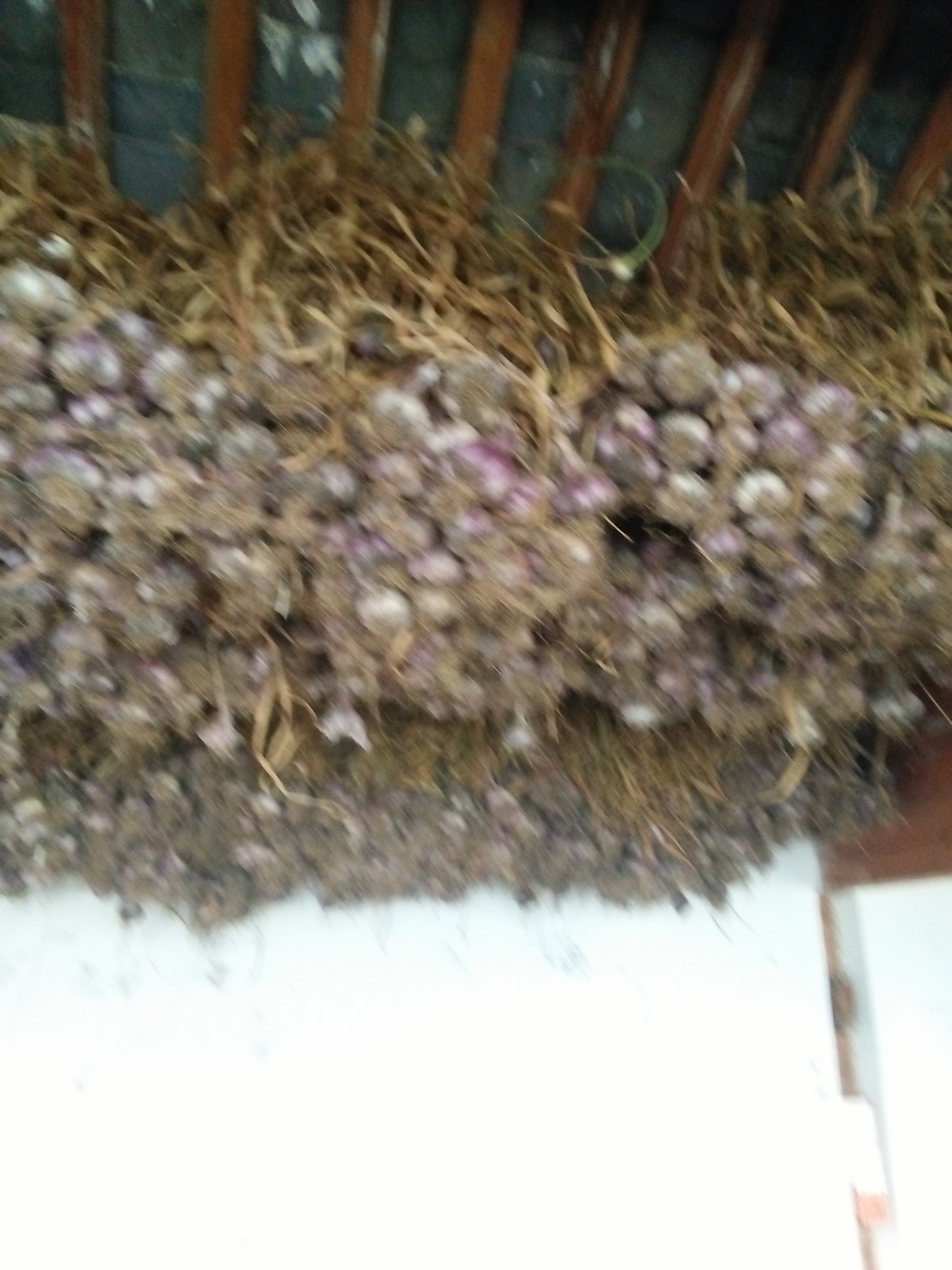 【紫皮大蒜批发】紫皮大蒜 6.0-6.5cm 多瓣蒜 