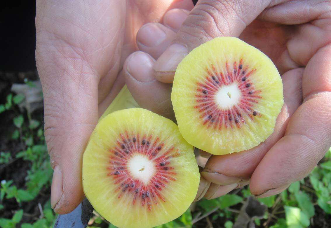 红心猕猴桃苗 实生苗