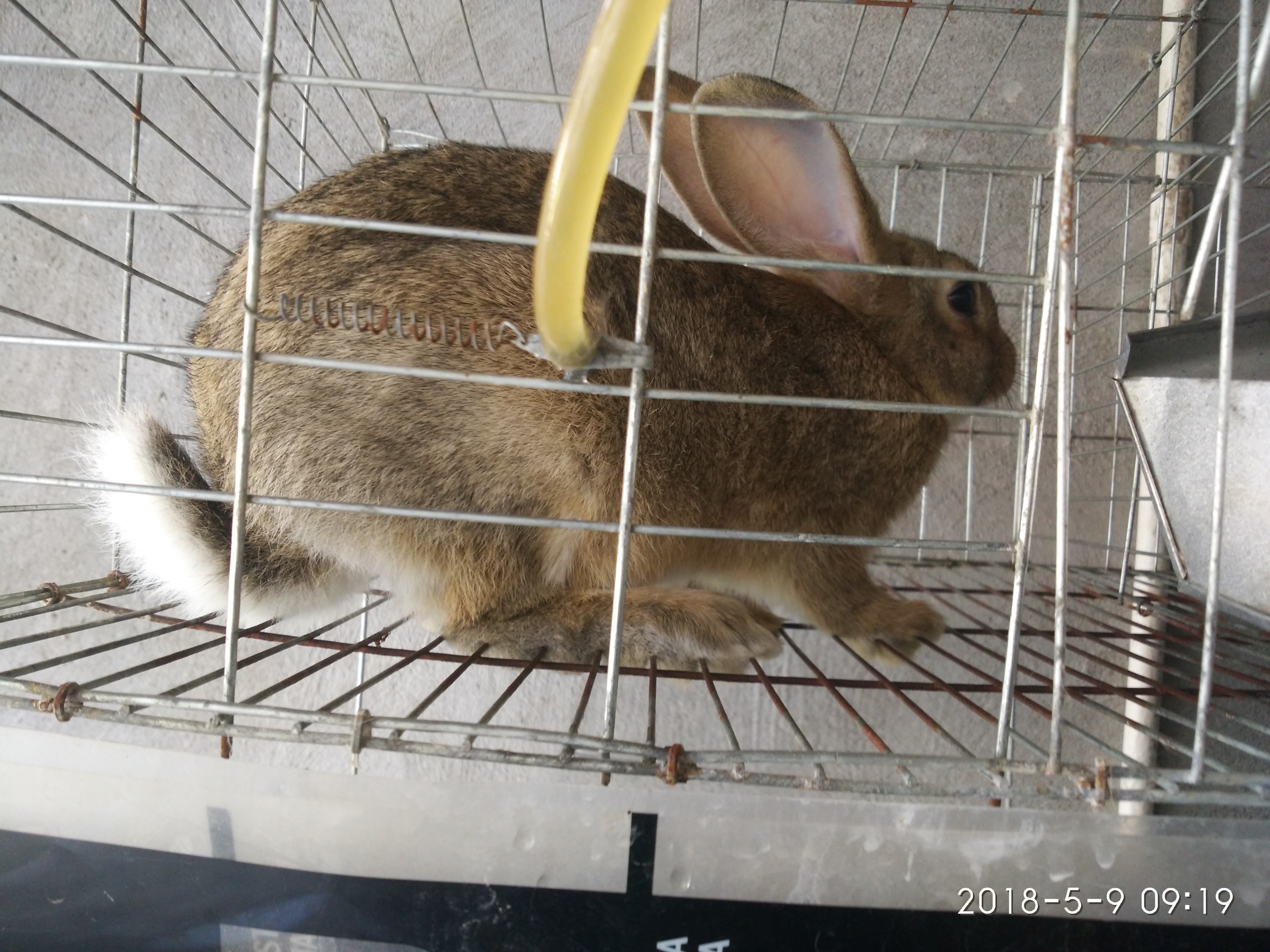 【预售】比利时野兔 5斤以上