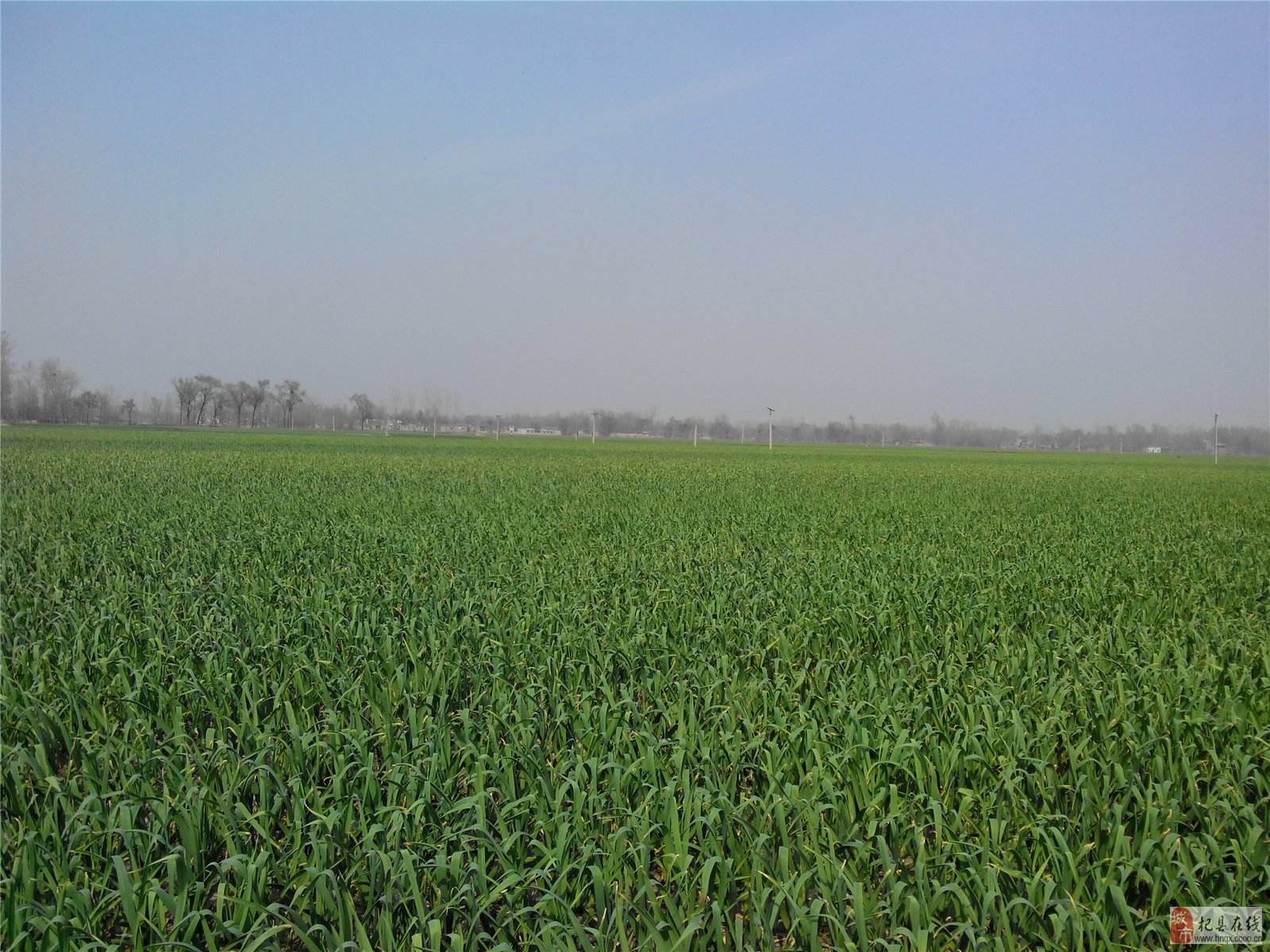 河南南阳市唐河县中牟大蒜最新产地行情趋势|