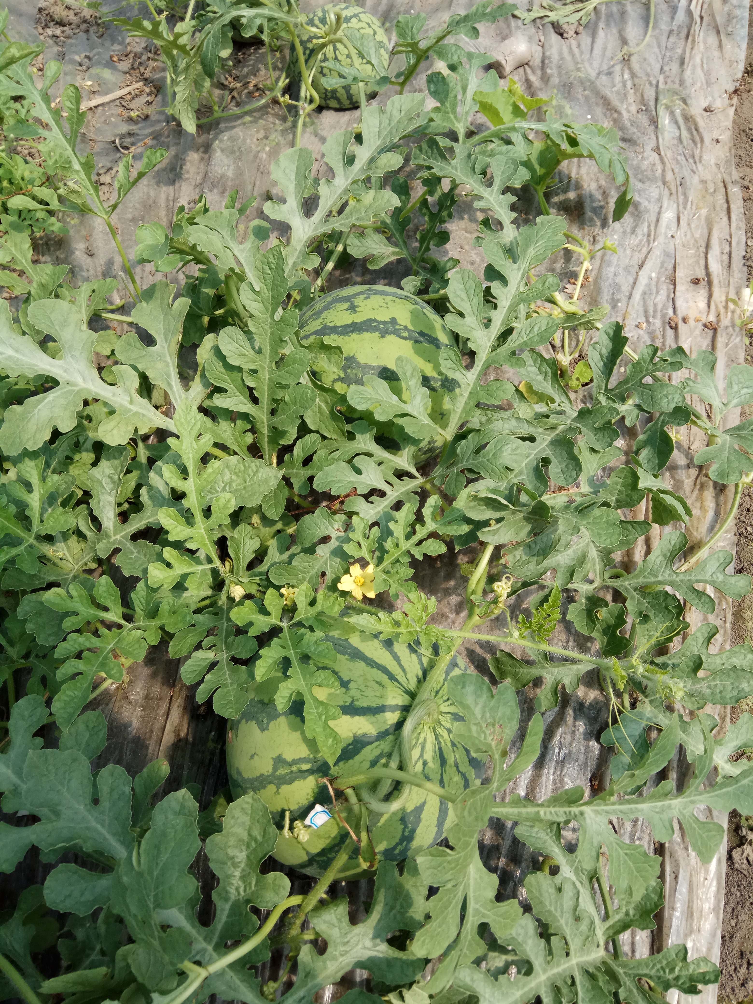 山东滨州市惠民县8424西瓜最新产地行情趋势