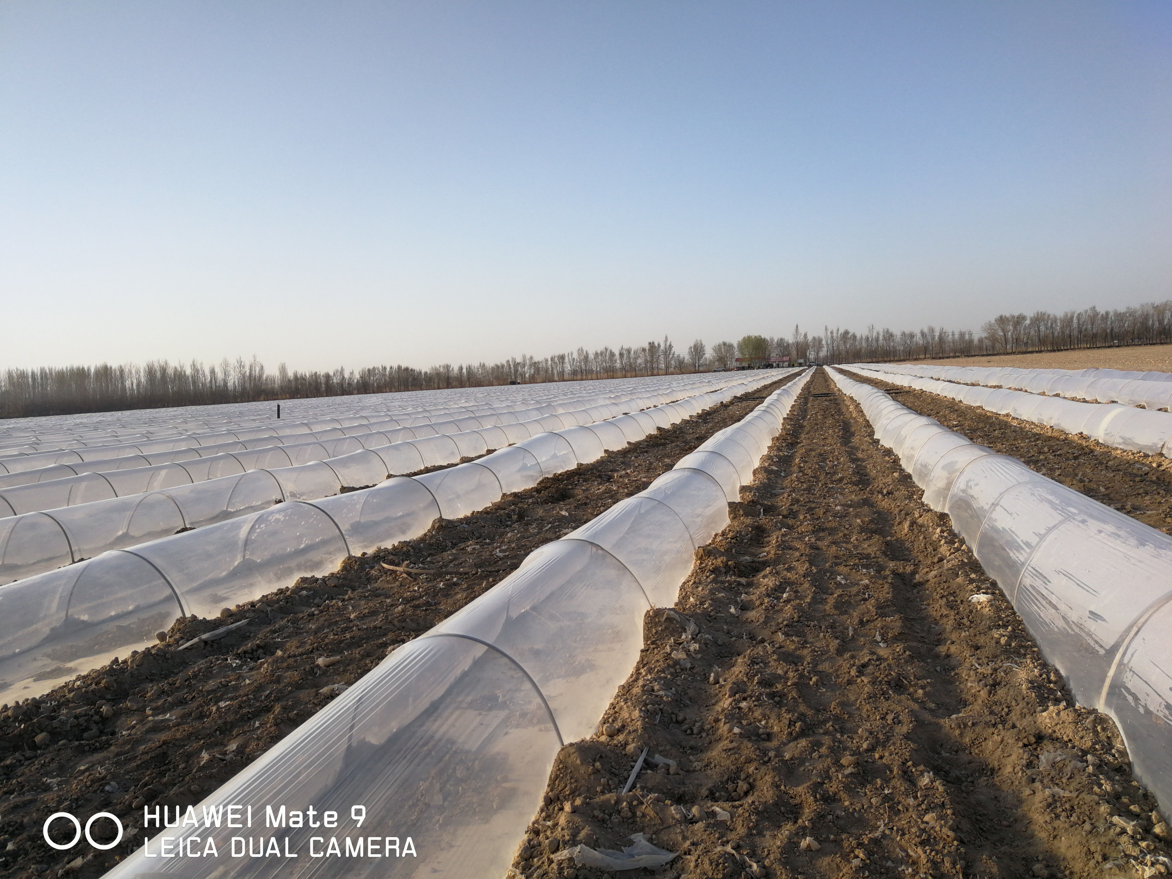 河北廊坊市永清县甜王西瓜最新产地行情趋势|