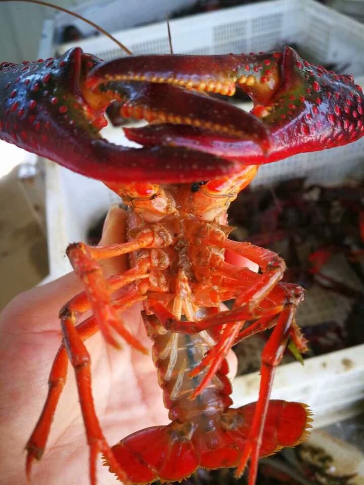 【小龙虾苗批发】小龙虾苗价格18元\/斤 1000斤