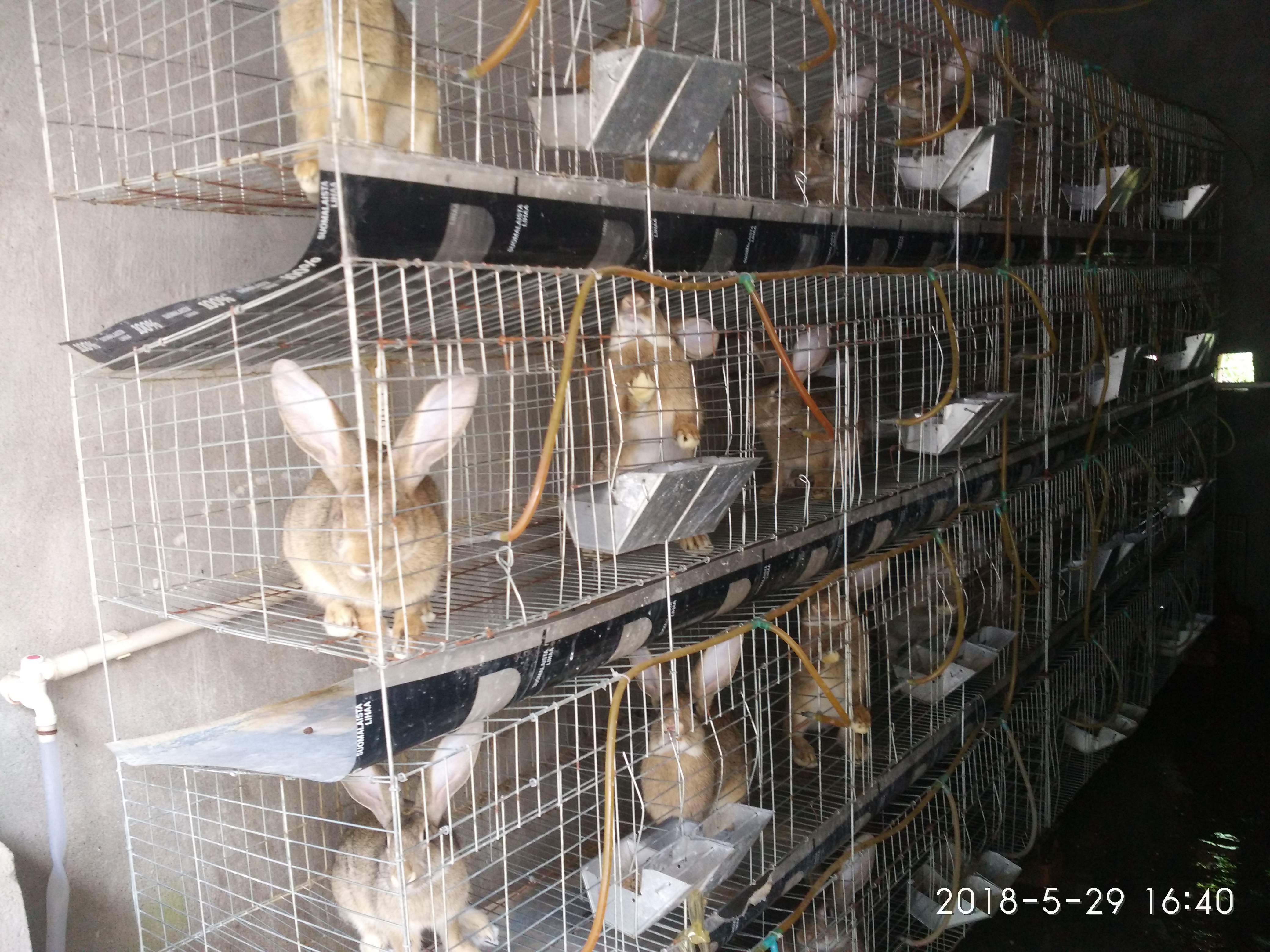 比利时野兔 3-5斤