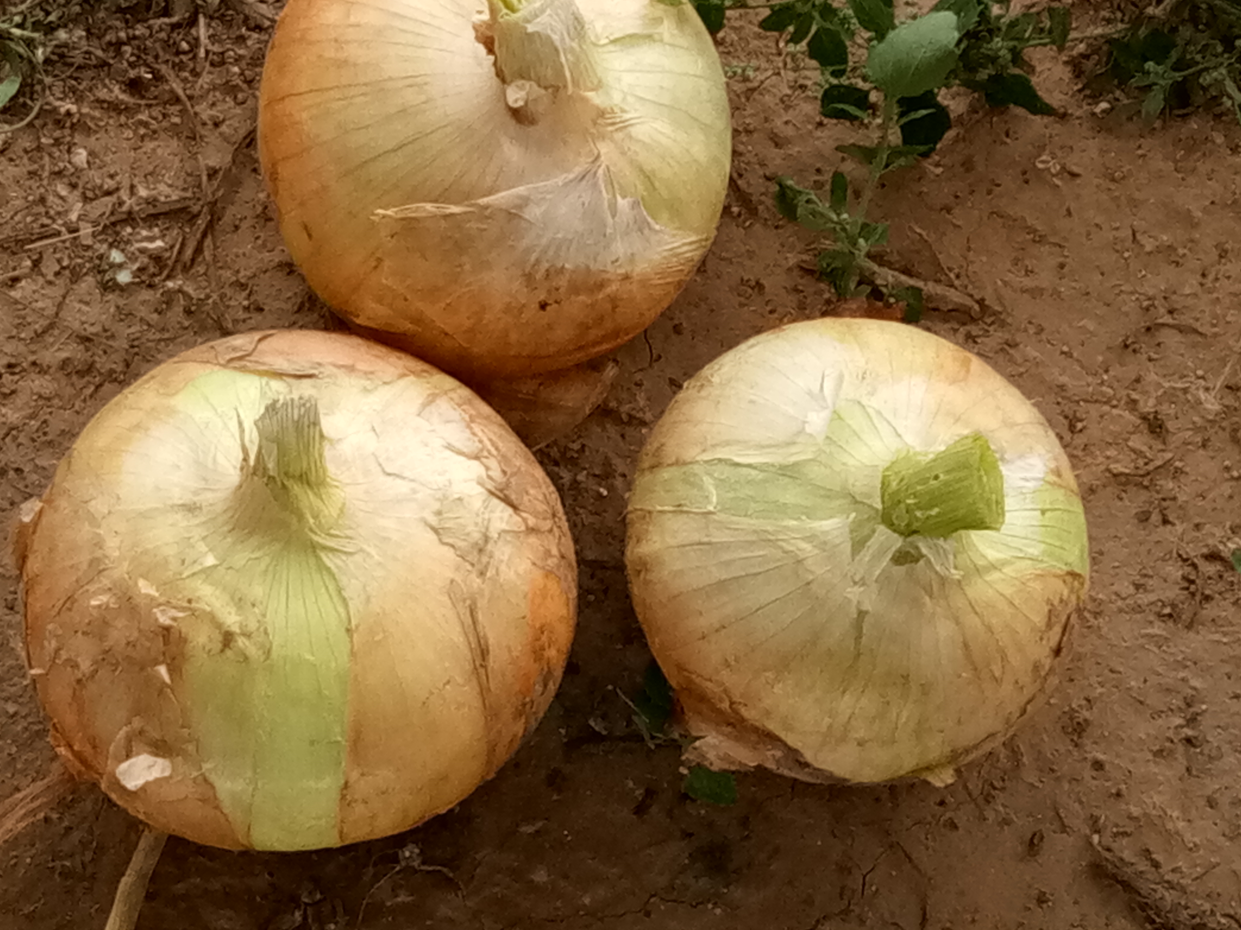 山东济宁市汶上县黄皮洋葱最新产地行情趋势|