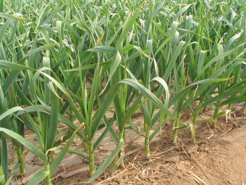 河南周口市商水县中牟大蒜最新产地行情趋势|