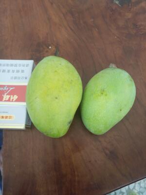 广东韶关市曲江区水仙芒果最新产地行情趋势|