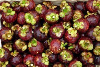 云南玉溪市红塔区野生麻山竹最新产地行情趋势