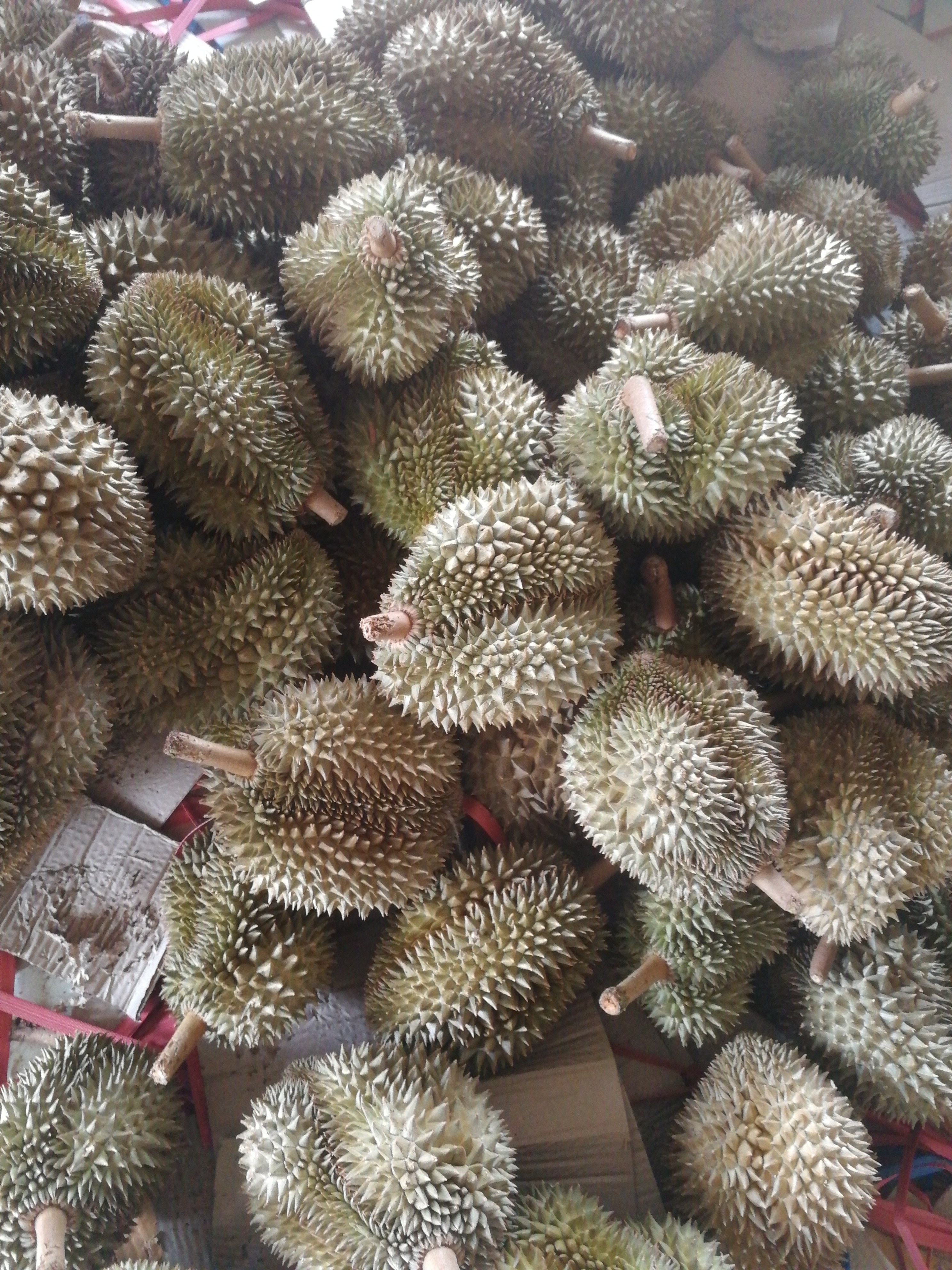 金枕头榴莲 80 - 90%以上 3 - 4公斤