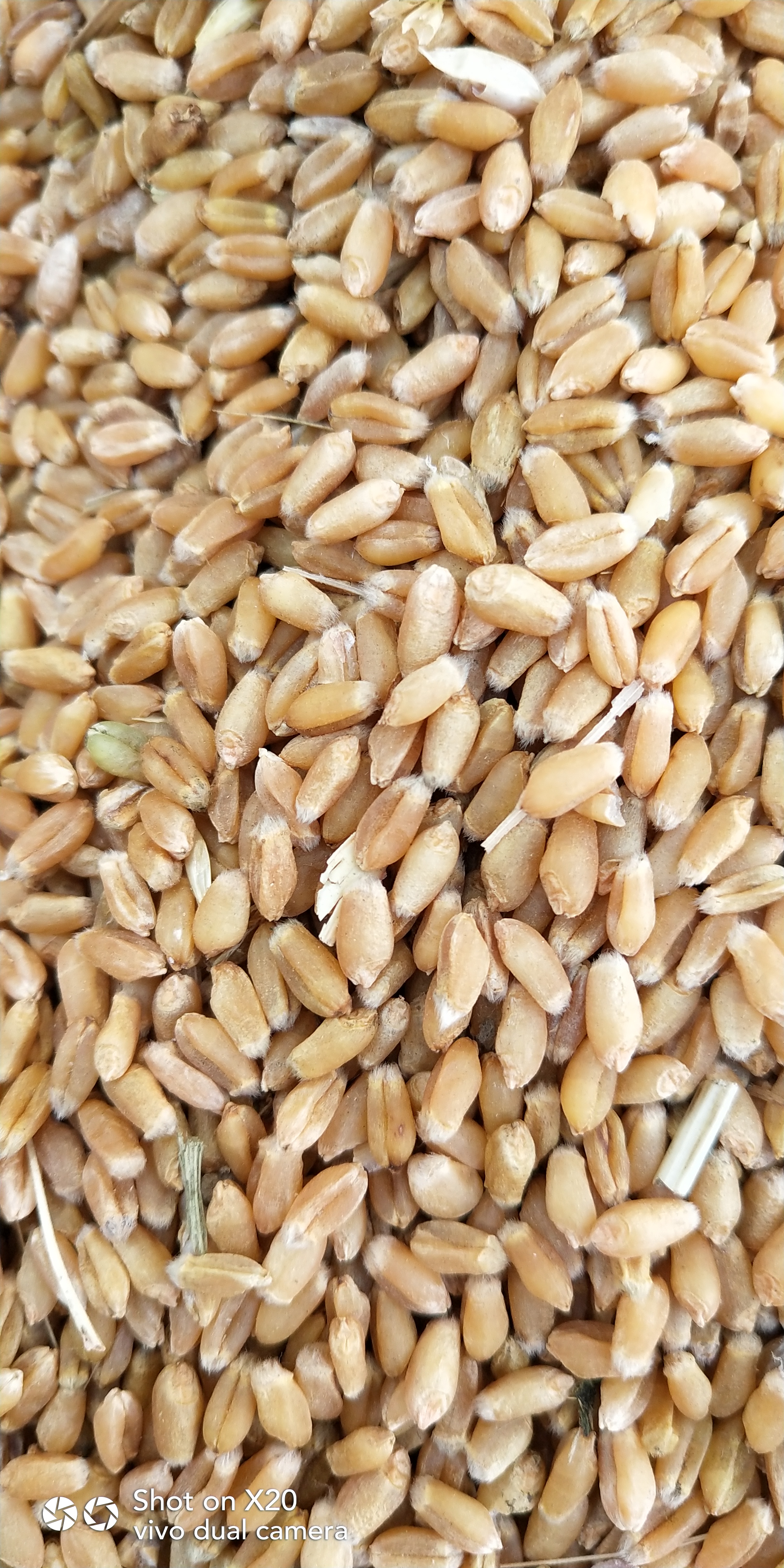河南商丘市永城市混合小麦最新产地行情趋势|