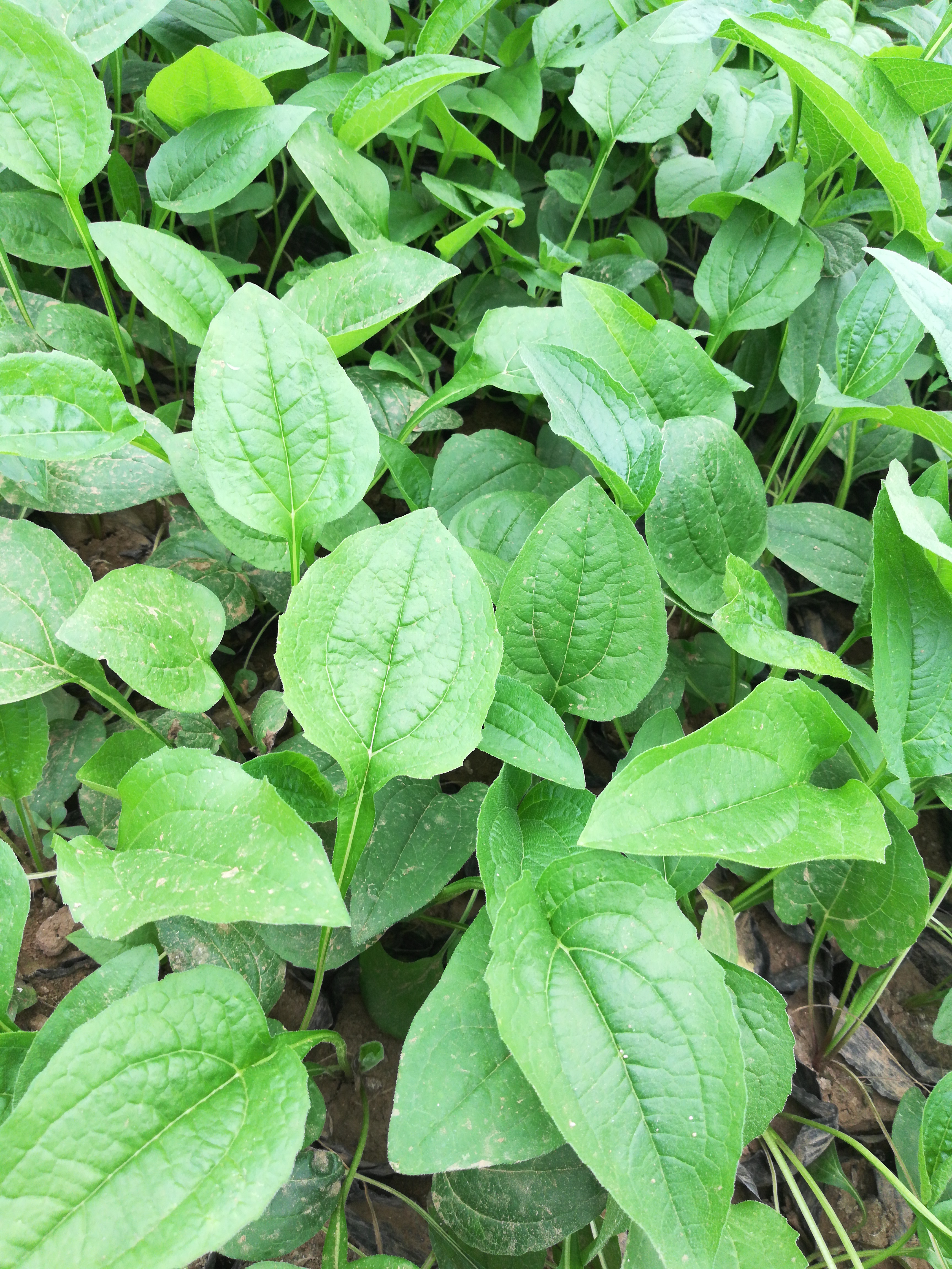 福建漳州市漳浦县紫花野菊最新产地行情趋势|