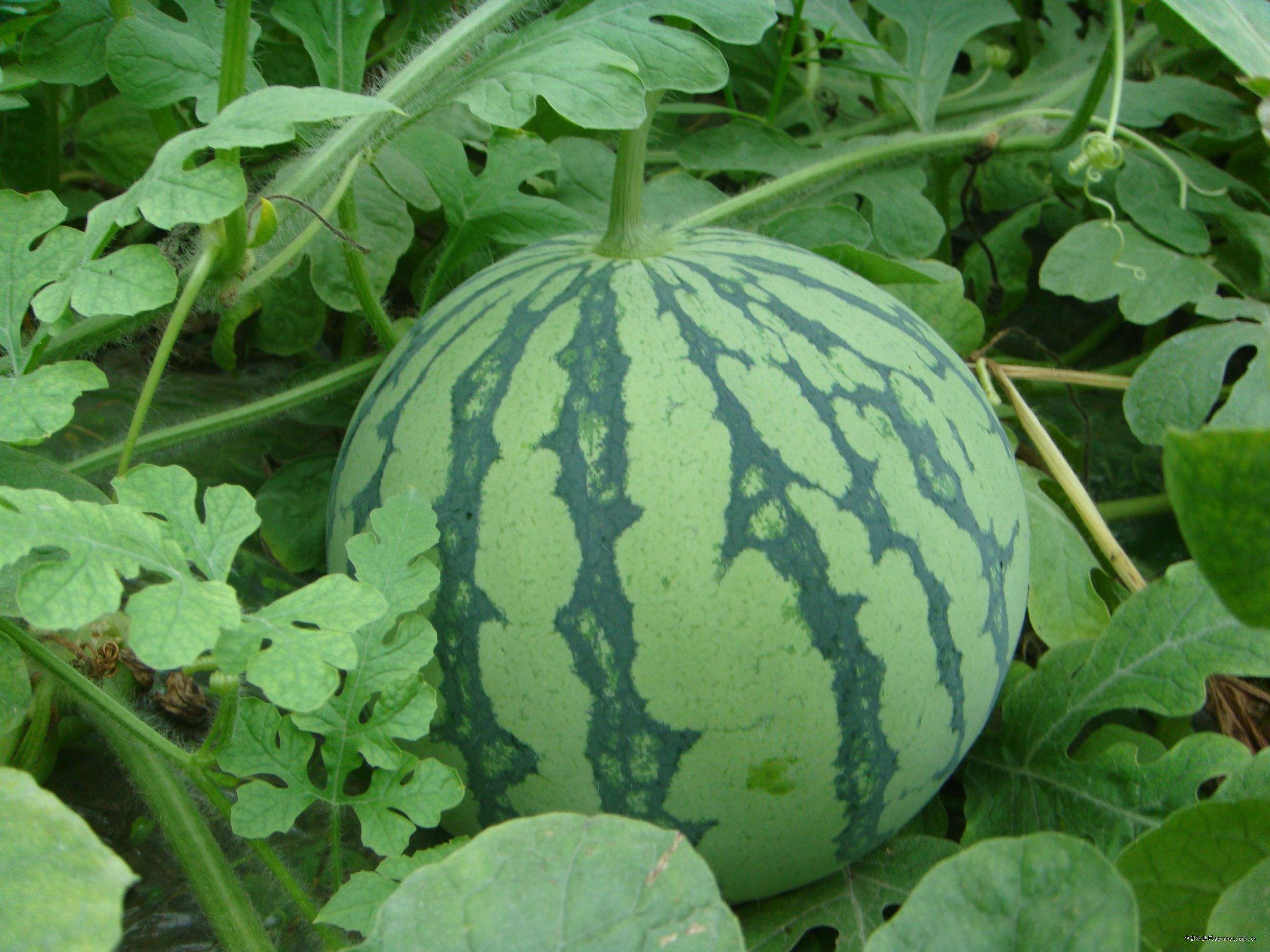 8424西瓜 无籽 2茬 8成熟 3斤打底