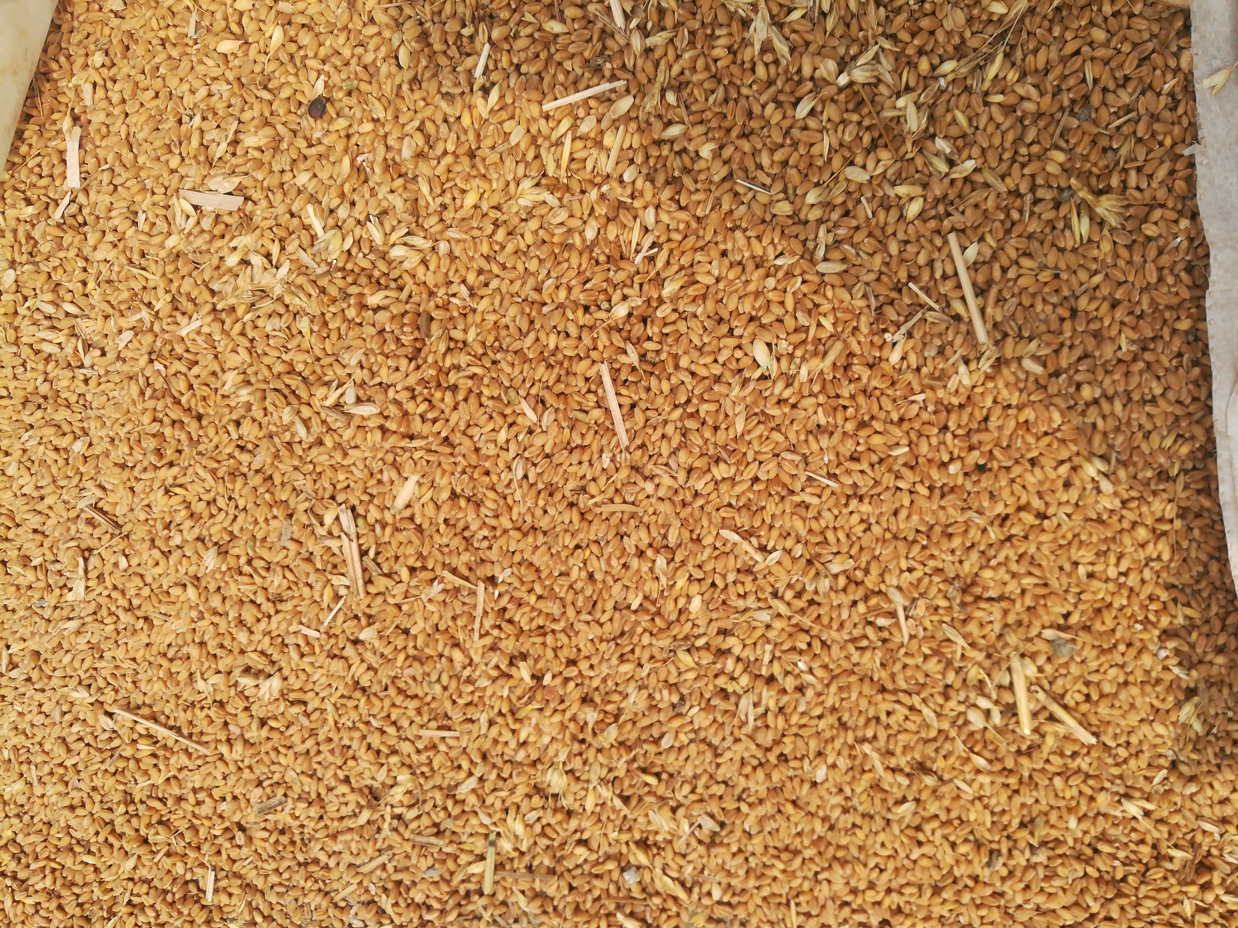 山东青岛市平度市混合小麦最新产地行情趋势|