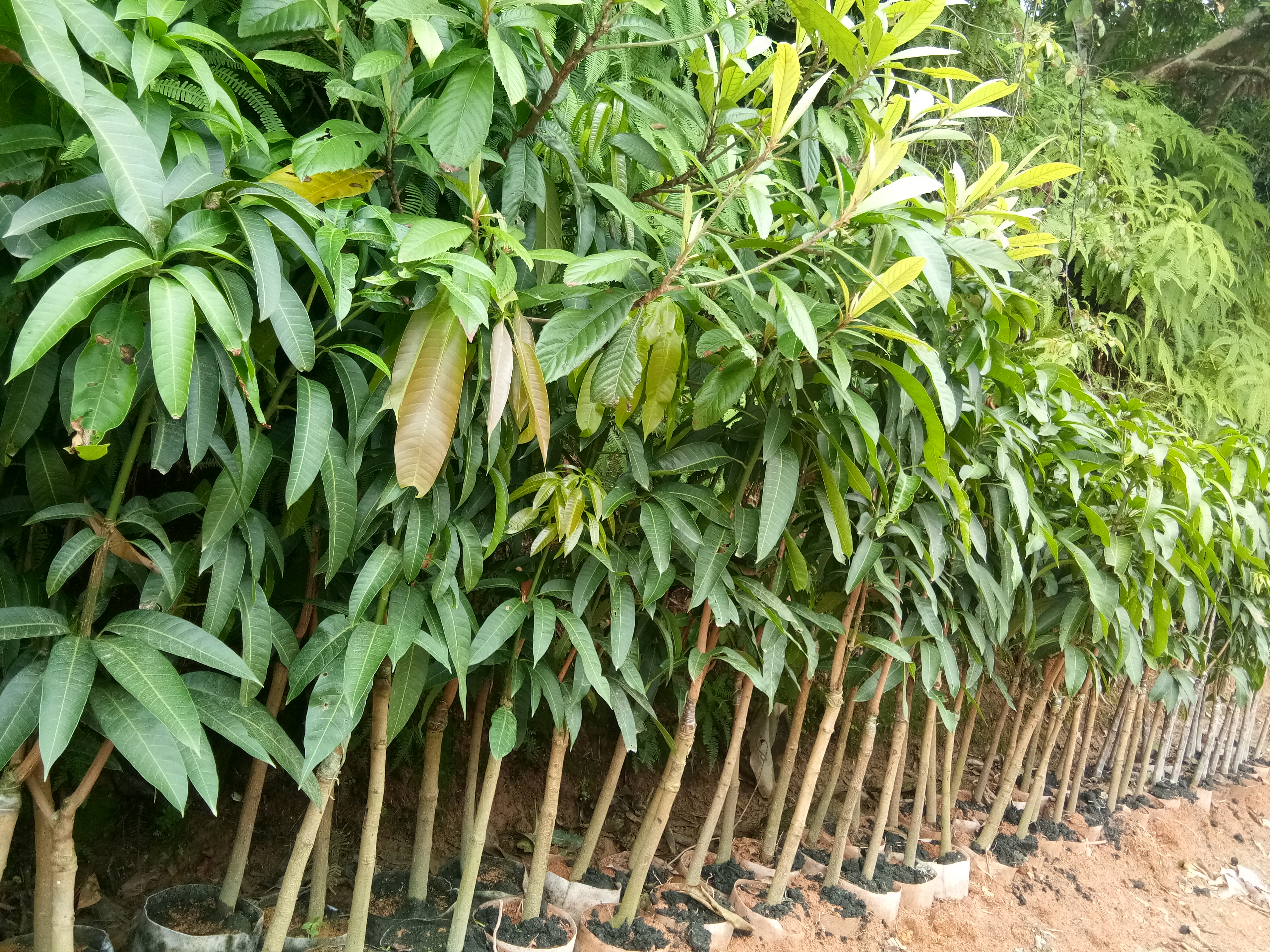 【台农芒果苗批发】台农芒果苗价格180元\/棵 