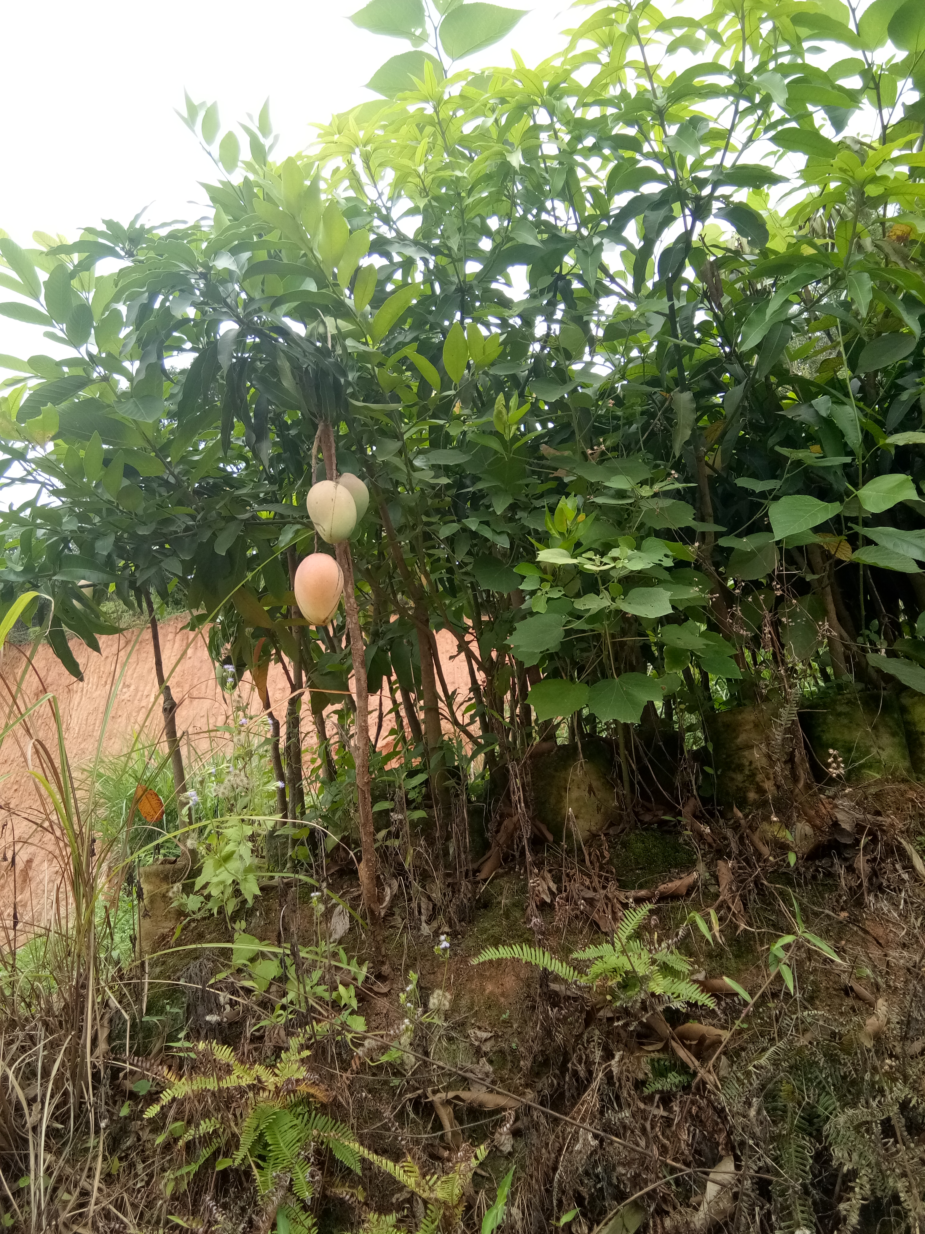 【台农芒果苗批发】台农芒果苗价格180元\/棵 