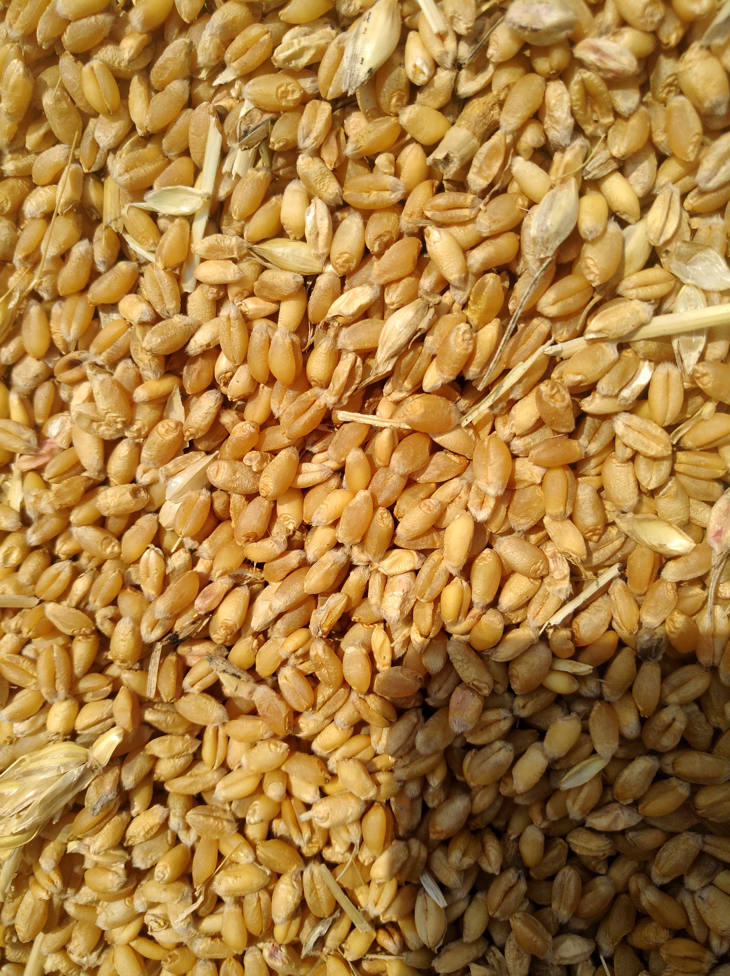 安徽淮北市杜集区混合小麦最新产地行情趋势|