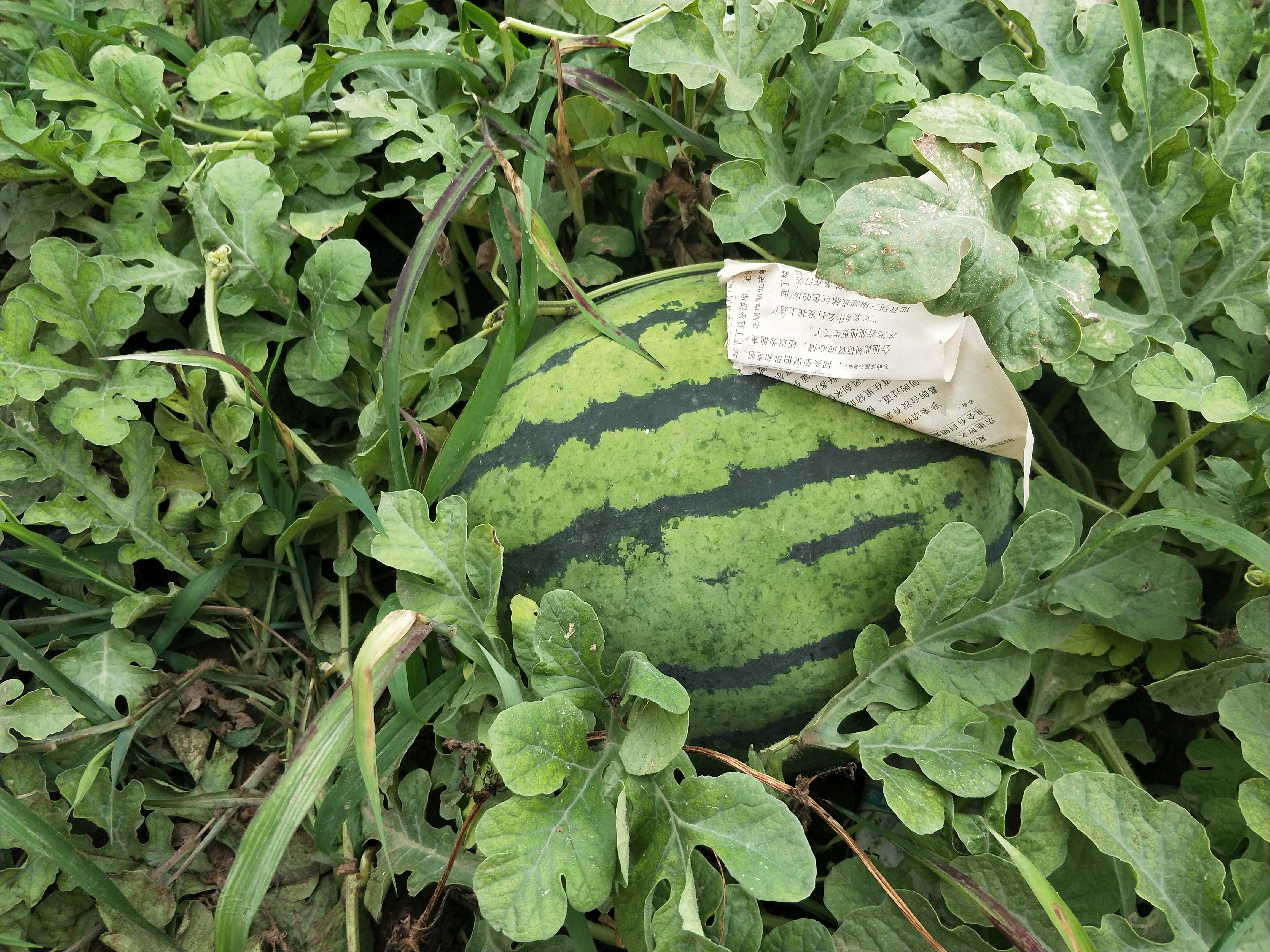 山东青岛市平度市京欣西瓜最新产地行情趋势|