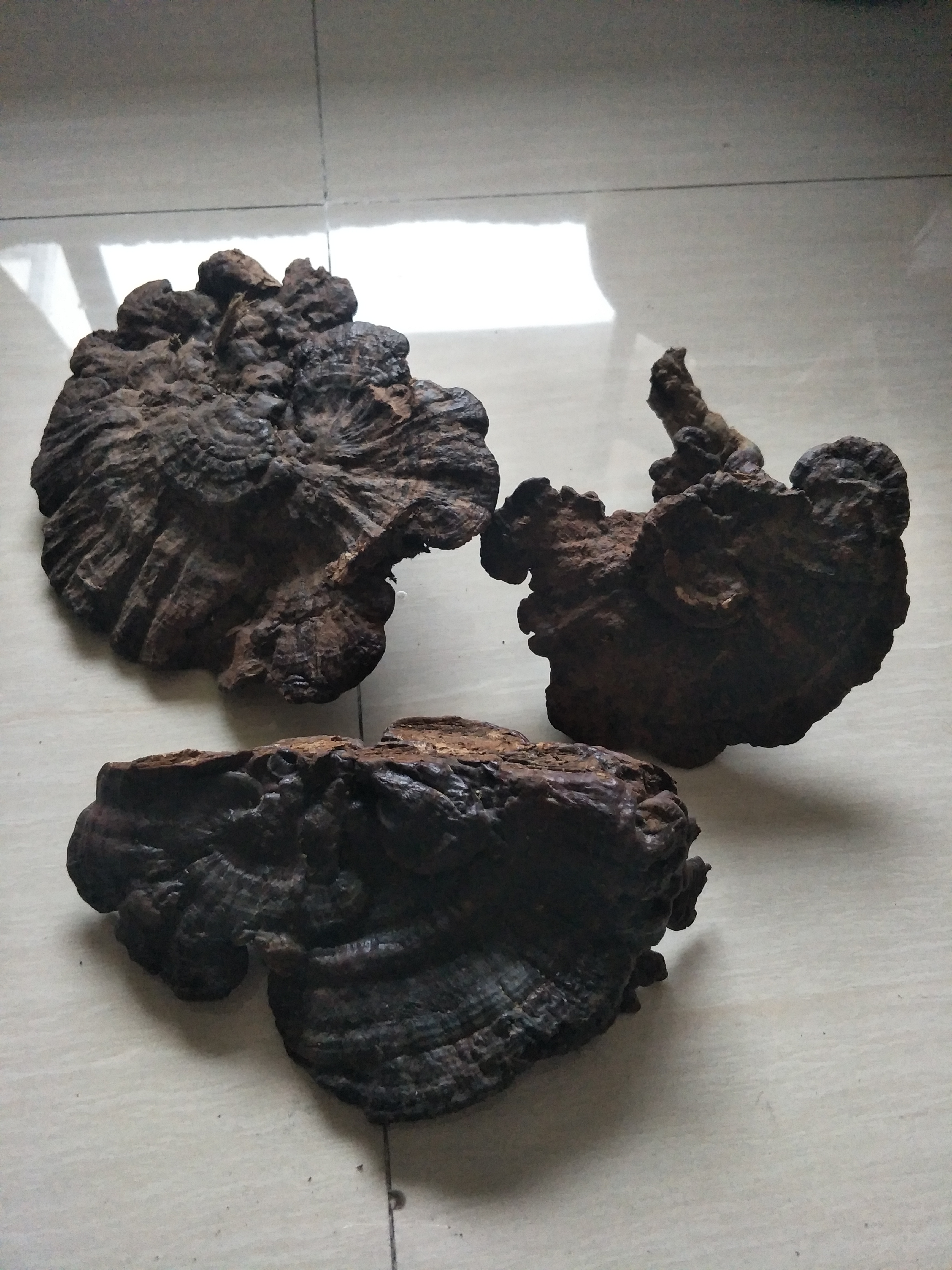 【野生灵芝批发】野生灵芝价格12000元\/斤 1斤