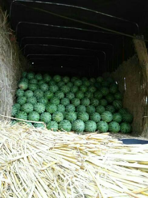 金花3号西瓜 无籽 1茬 9成熟 8斤打底