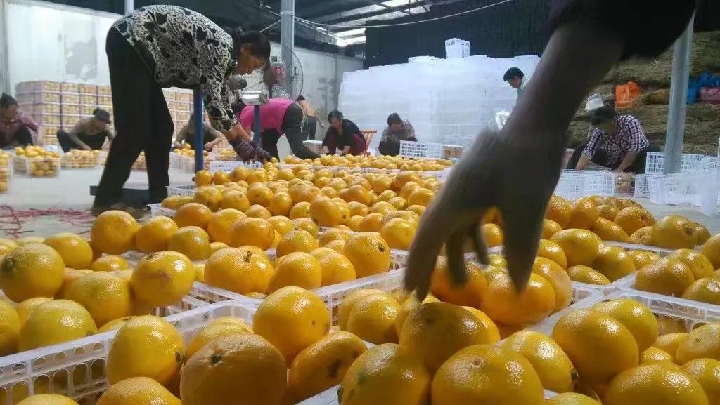 蜜桔 6.5 - 7cm 2 - 3两