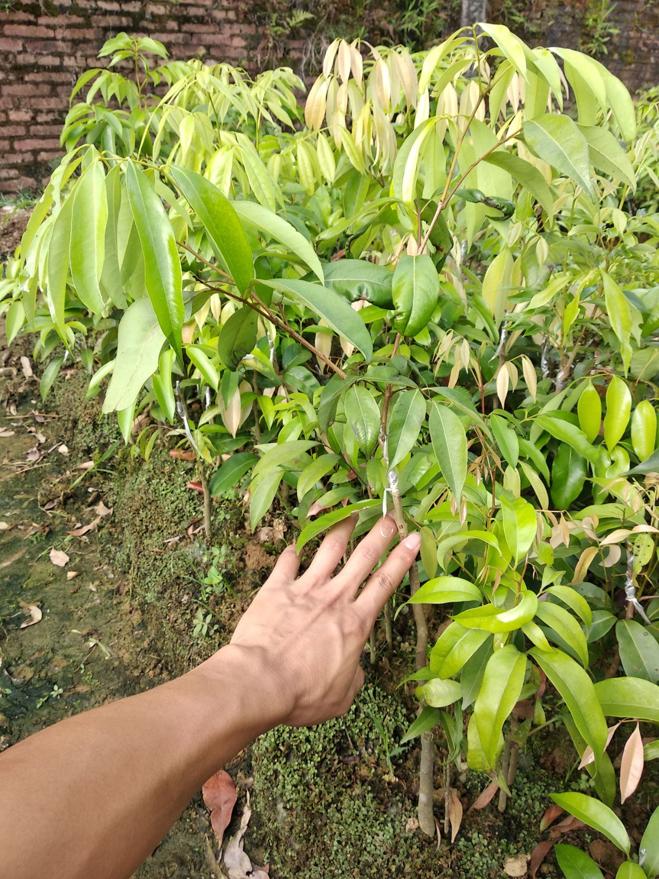 妃子笑荔枝苗 妃子笑荔枝树苗广西苗圃基地直销可视频看货支持在线