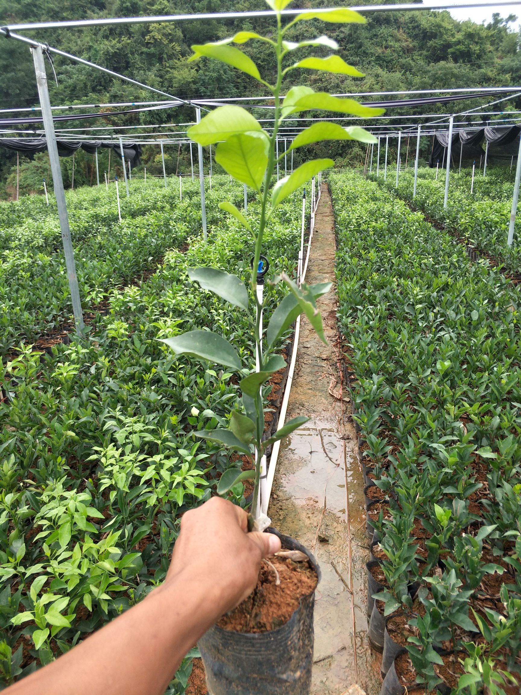 沃柑苗 杯苗袋苗 0.35~0.5米