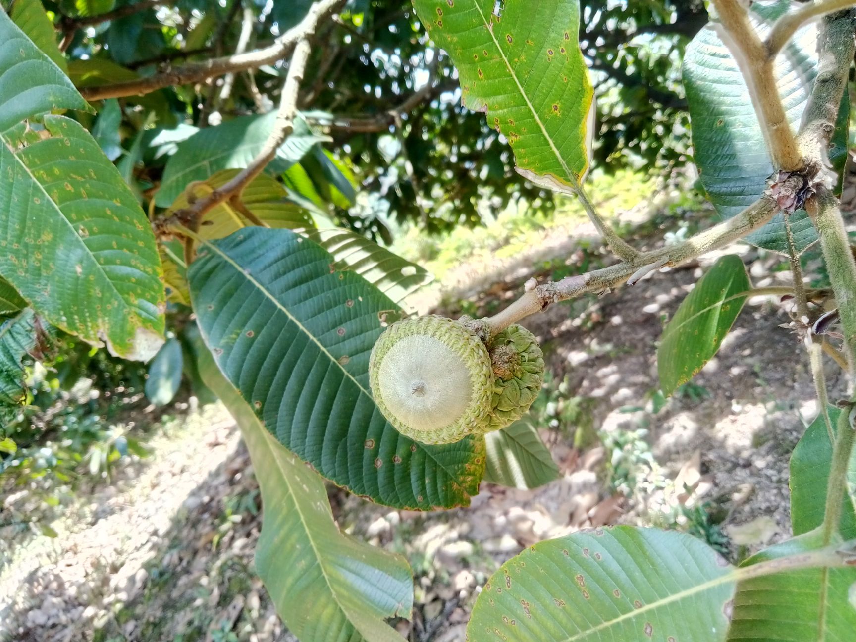 风流果 