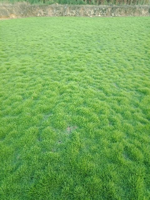 马尼拉草皮