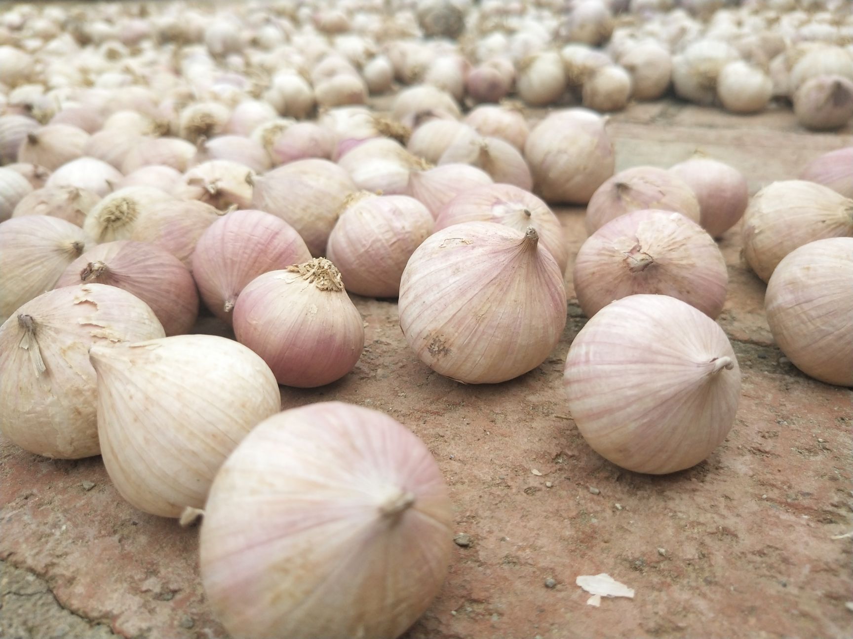 独头蒜 2.2-2.5cm 独头