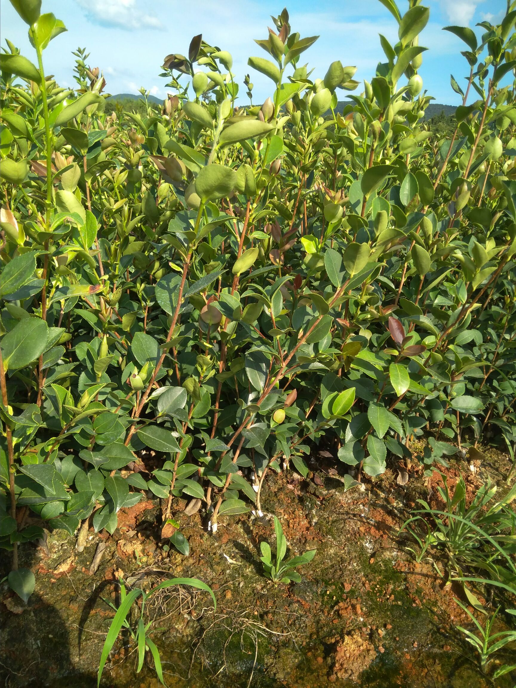 面积5亩,高产油茶树苗基地.省林科院指定新品种.