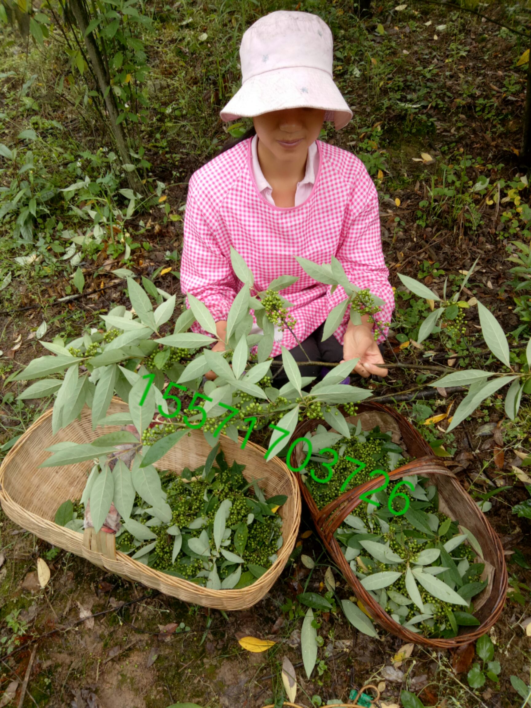 野生山胡椒