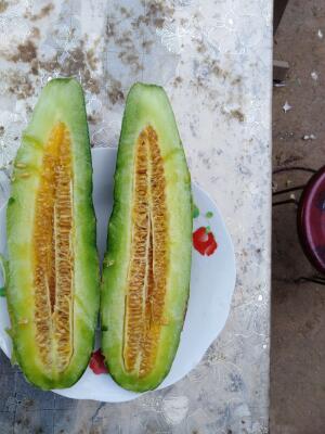 河南开封市杞县羊角蜜甜瓜最新产地行情趋势|