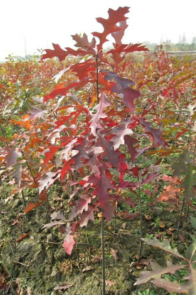 北美红栎北美枫香美国红橡树
