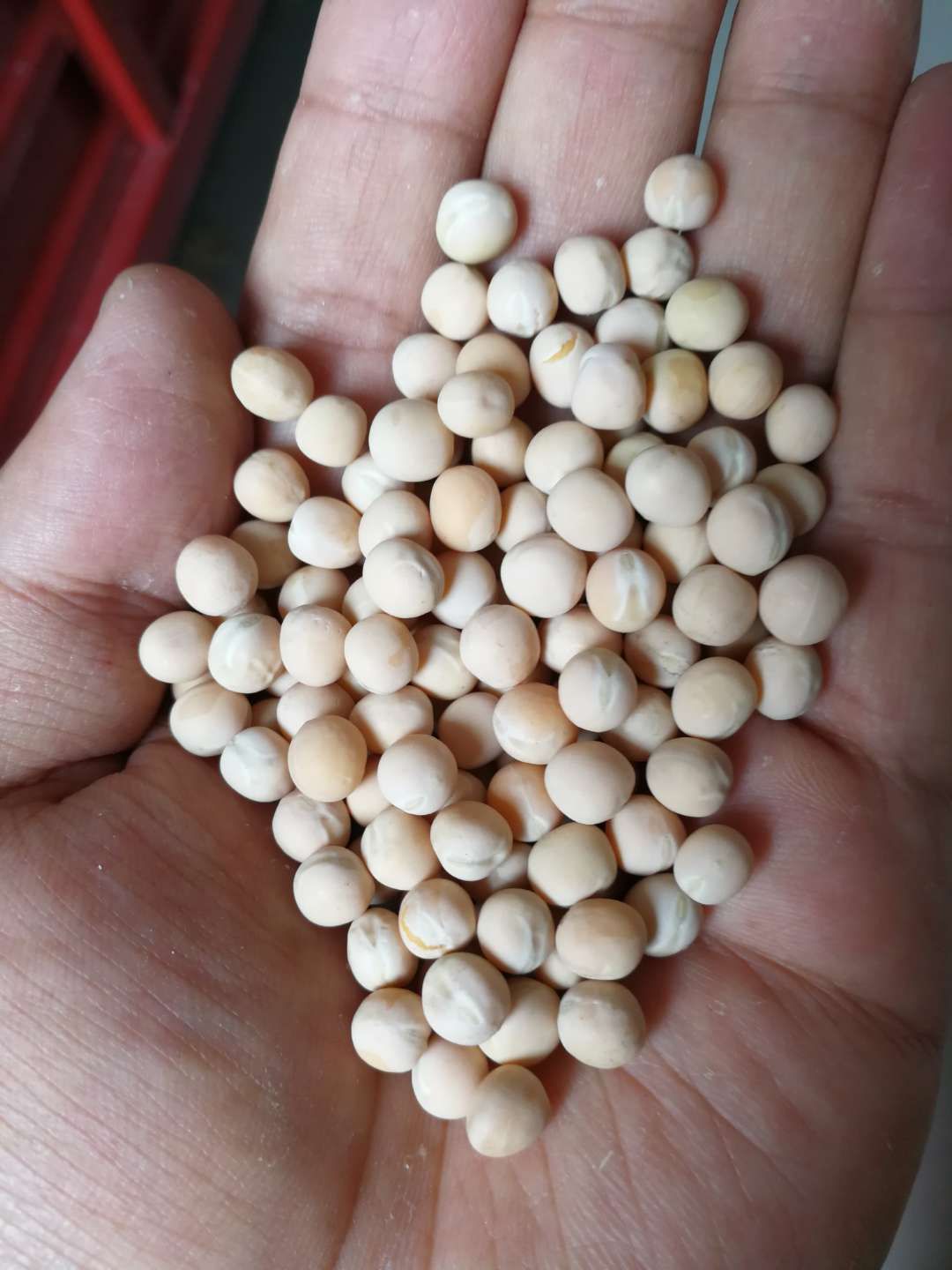干白豌豆