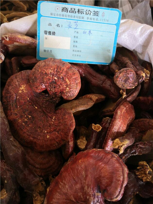 中药材灵芝
