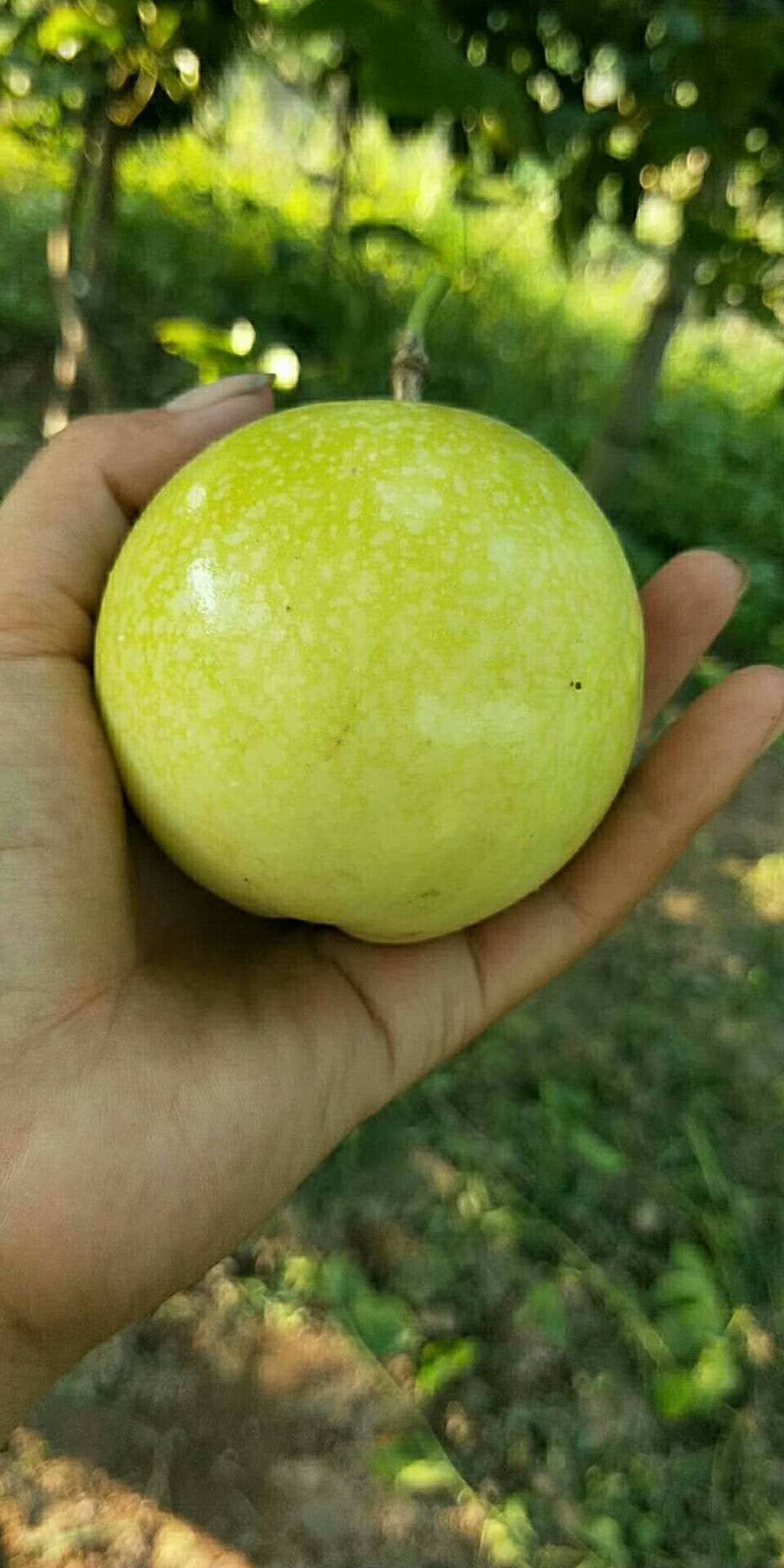 黄金百香果 80 - 90克