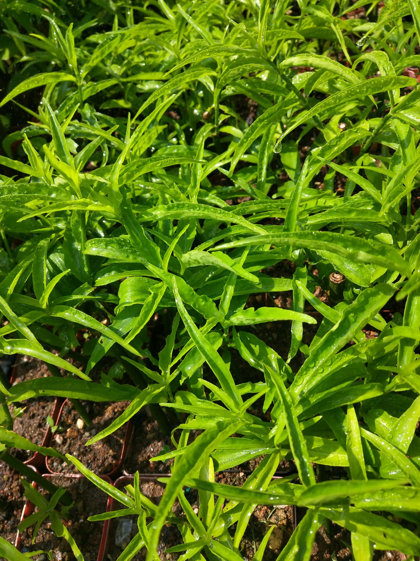 忧遁草苗忧遁草黎王草种苗树苗药用植物盆栽包邮