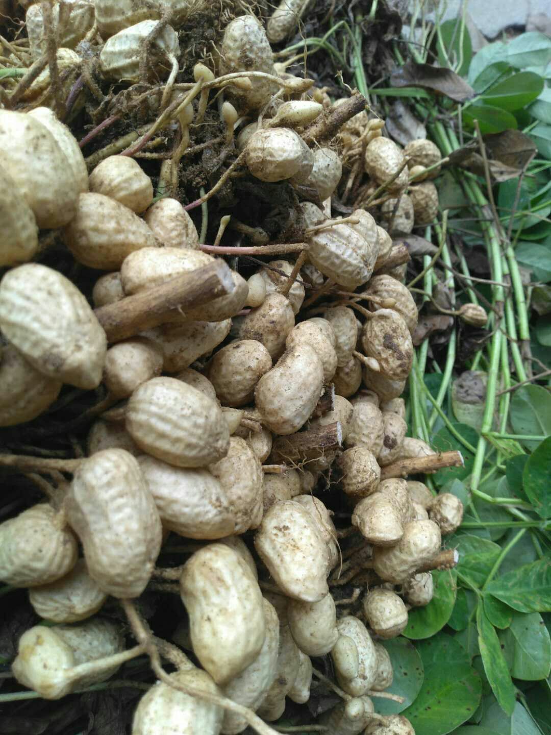 白沙系列花生 鲜货 带壳花生