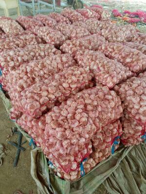 广东广州市花都区白皮大蒜最新产地行情趋势|