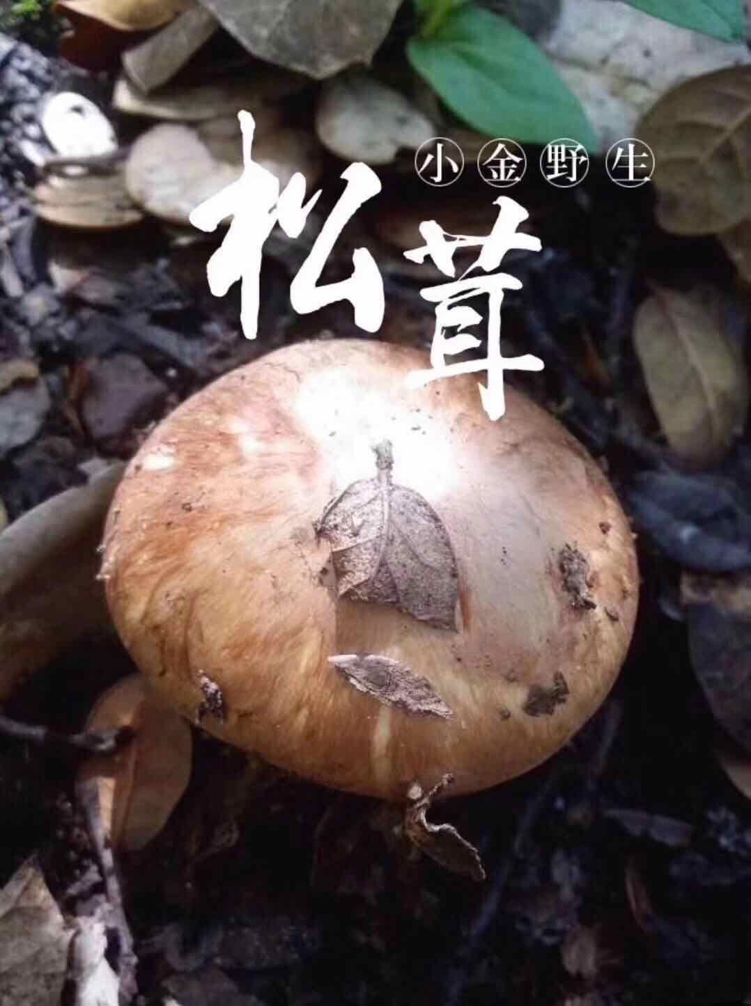 来自大自然的,天然野生松茸,      