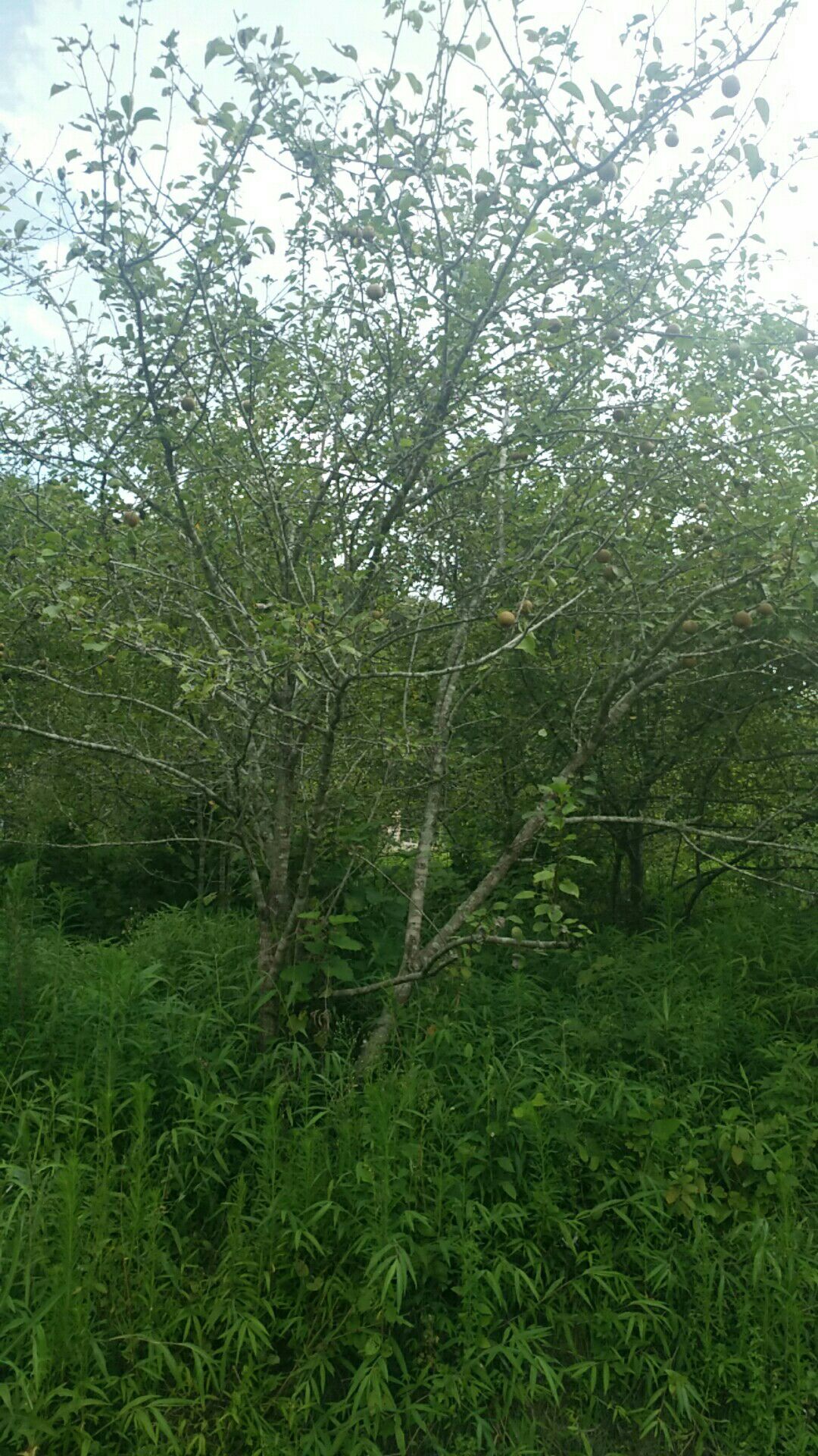 广东河源市紫金县黄花梨最新产地行情趋势|产