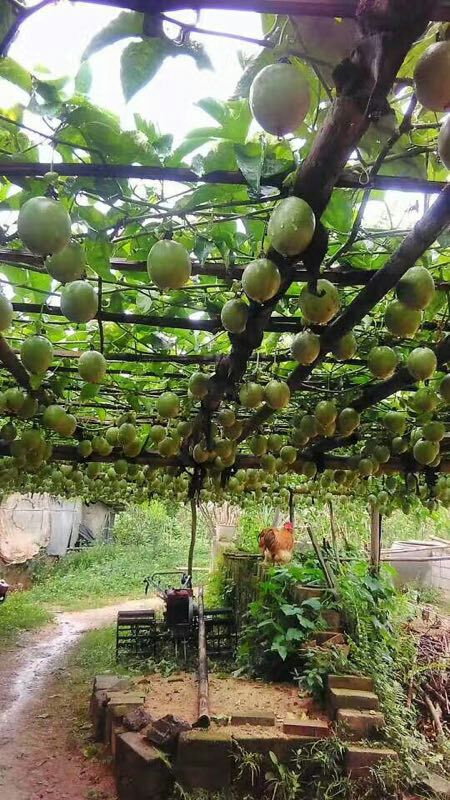 紫香一号百香果 70 - 80克