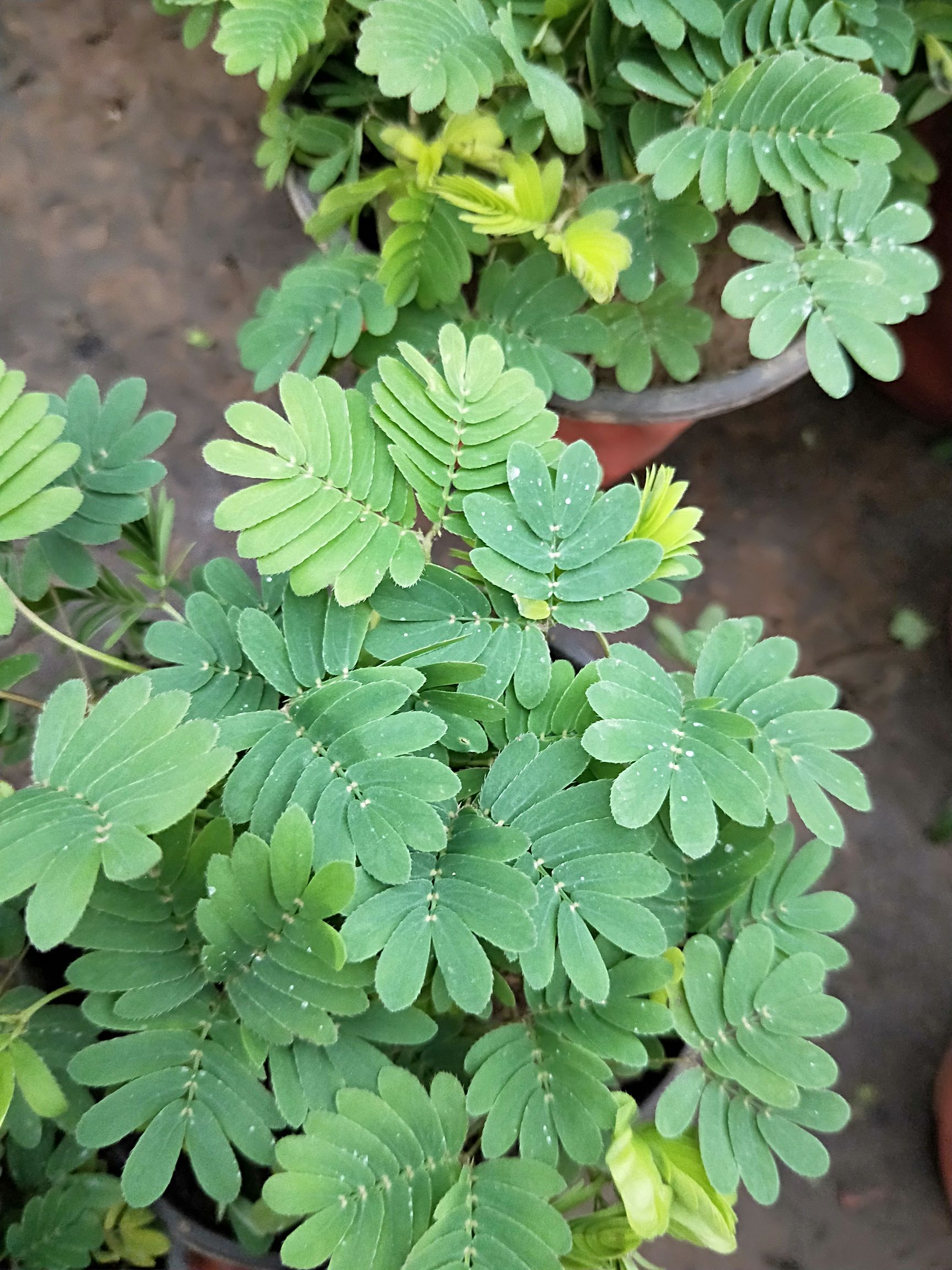 含羞草绿植盆栽,可以摆放美观,还是趣味植物,会害羞,没事逗你乐