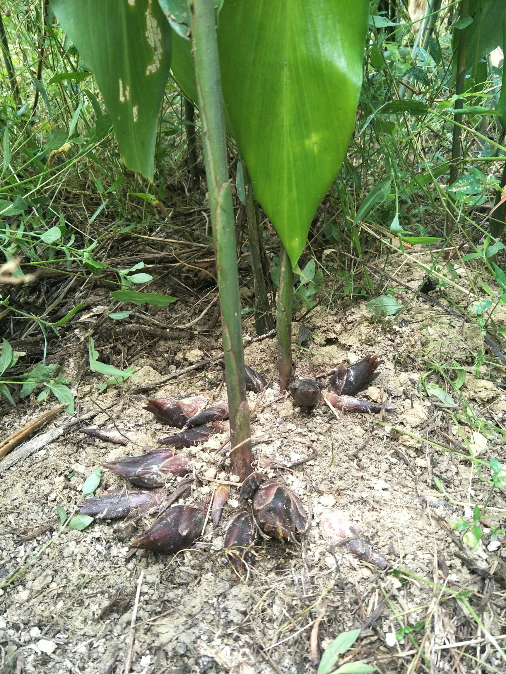 阳荷