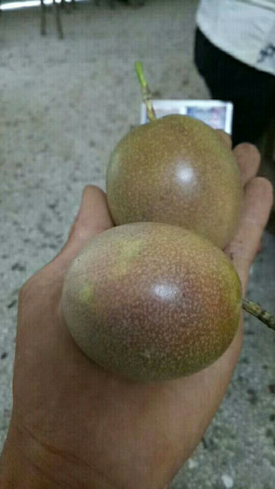 紫香一号百香果 80 - 90克