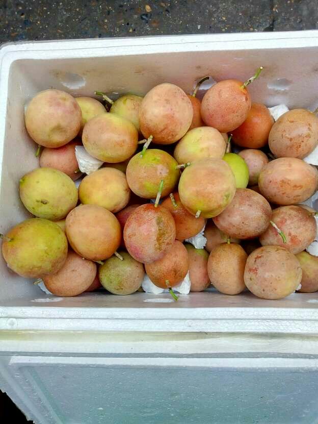 紫香一号百香果 70 - 80克