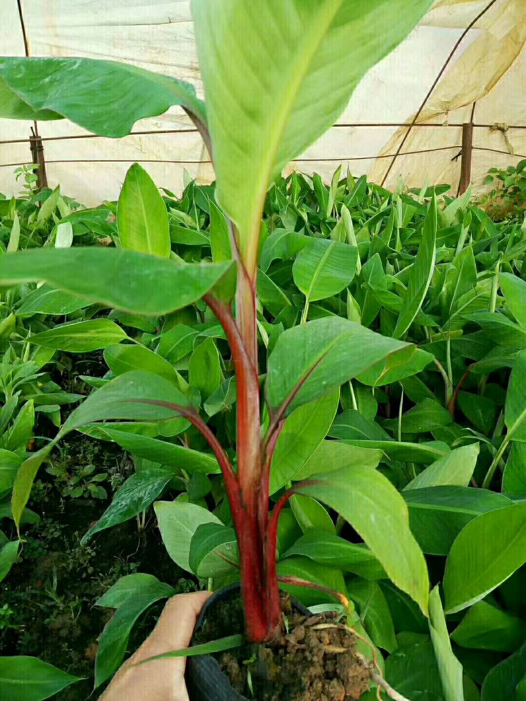 红香蕉苗带叶带泥发货成活率高 南北方可种 一年内挂果
