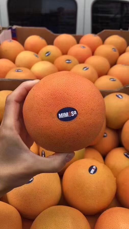 南非西柚 1斤以下