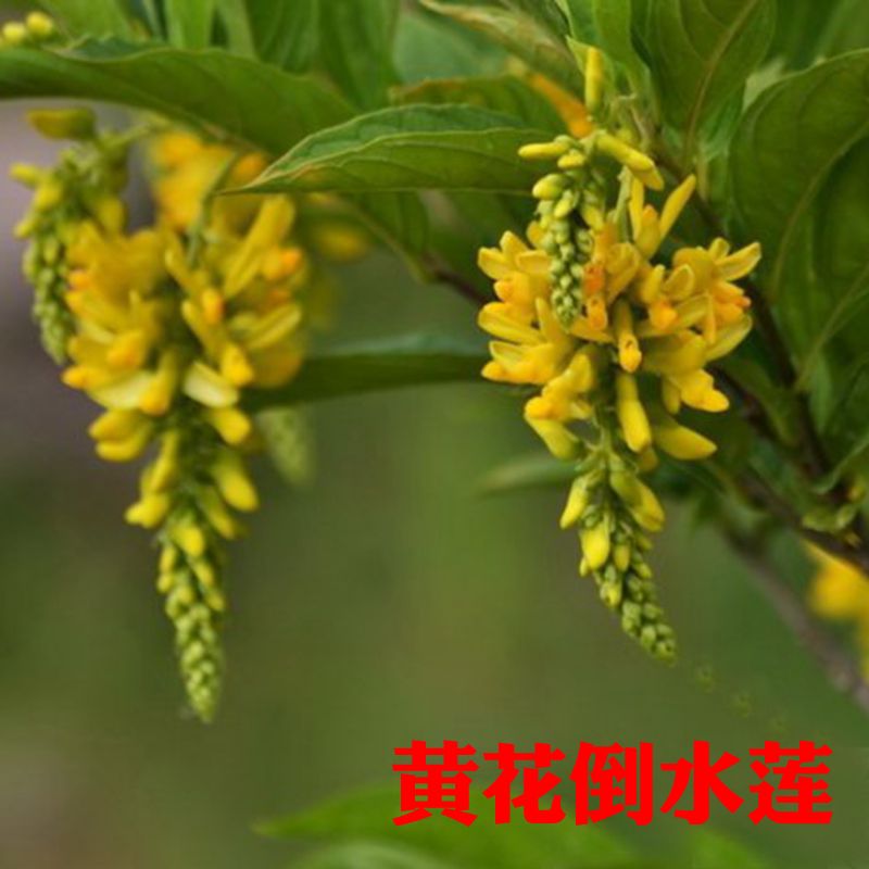 黄花倒水莲