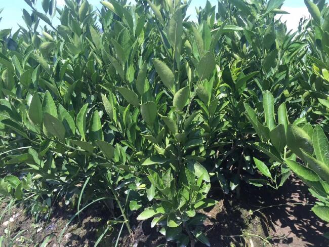 甘平柑橘苗 嫁接苗 0.5~1米